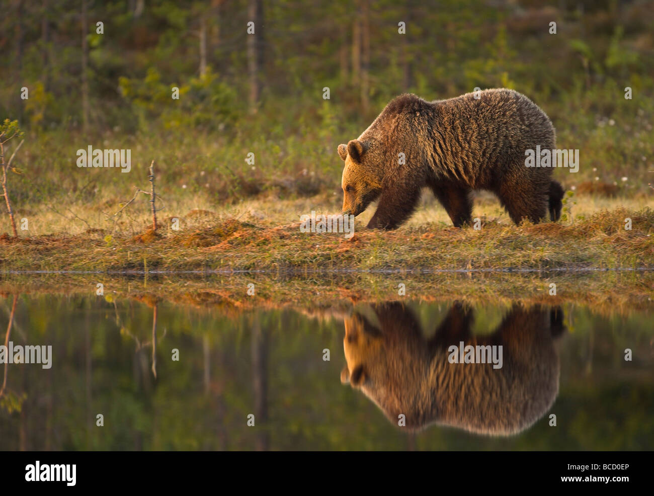 Europäischer Braunbär (Ursos Arctos) am Rande eines Teiches borealen Wald in der Dämmerung. Finnland. Stockfoto