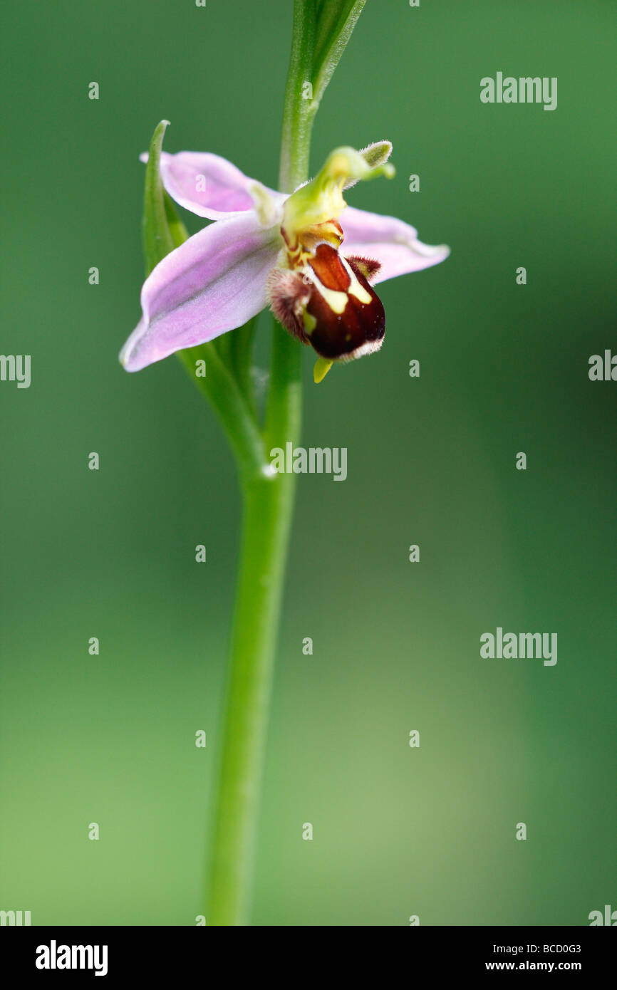 [Biene Orchidee], [Ophrys Apifera] wächst in Wildblumenwiese, UK Stockfoto