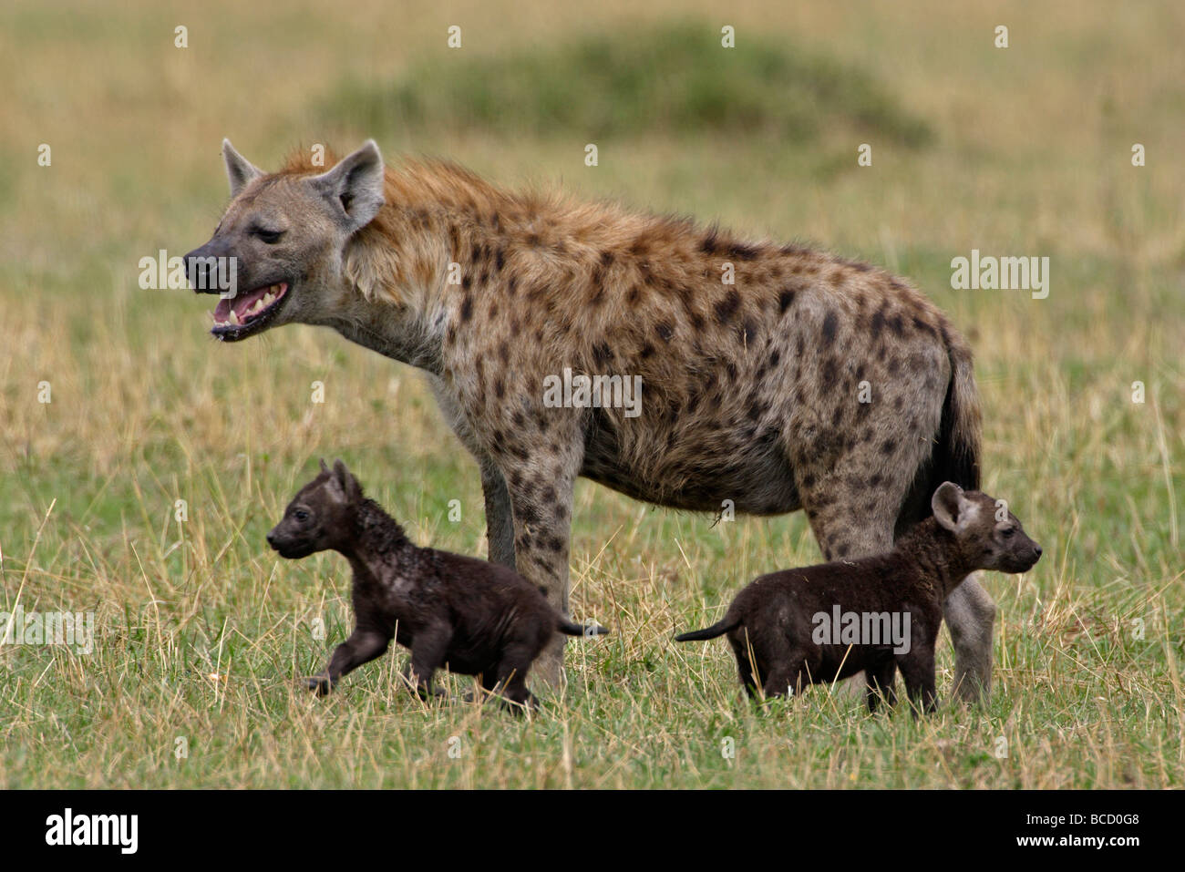 SPOTTED HYÄNEN (Crocuta Crocuta) Mutter & Cubs. Masai Mara Wildreservat. Kenia. Stockfoto