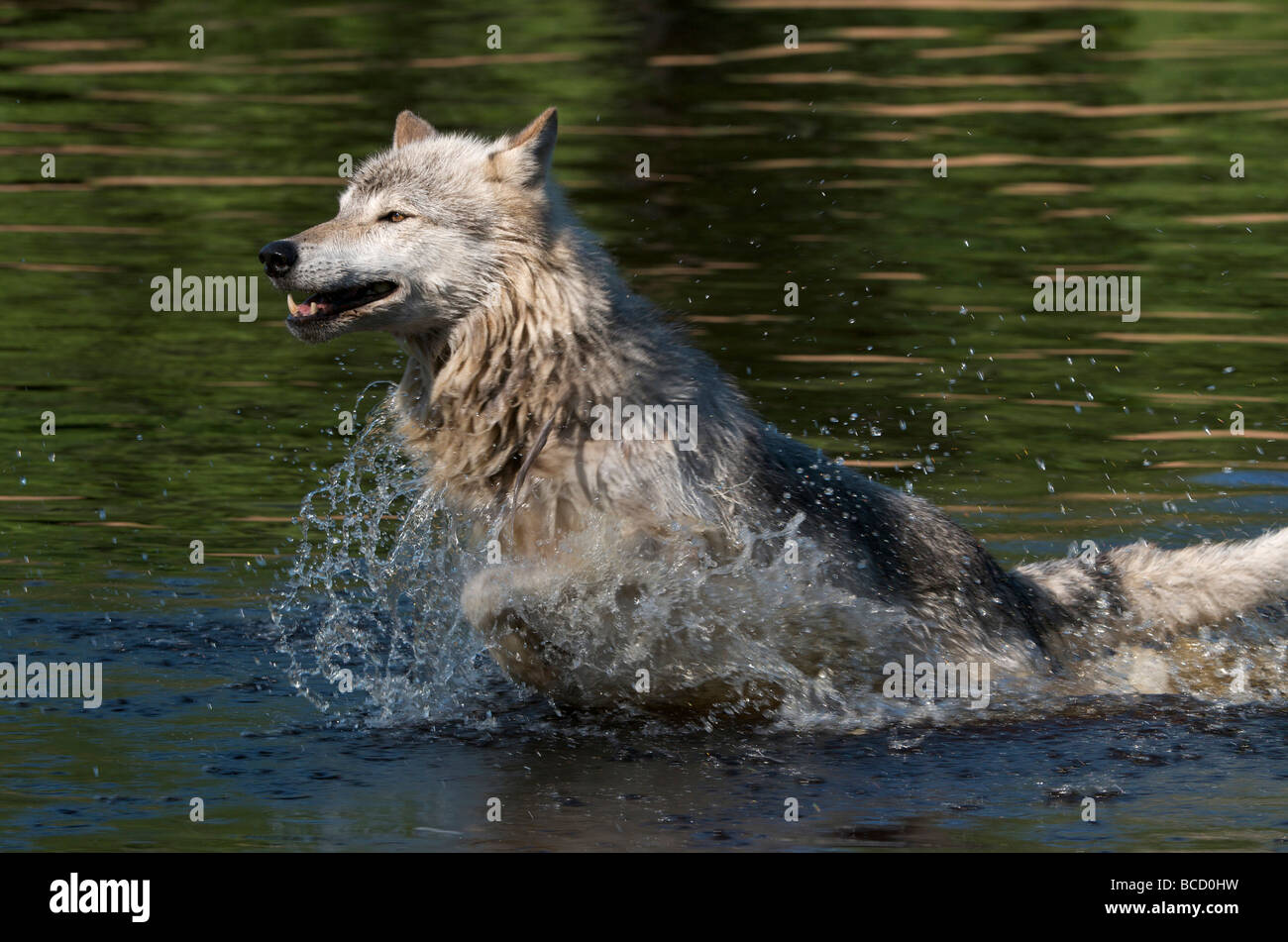 North American Grey Wolf oder Timber Wolf (Canis Lupus) Boundary Waters Kanugebiet. Minnesota. Nord-Amerika. Vereinigte Staaten von Amerika in Gefangenschaft. Stockfoto