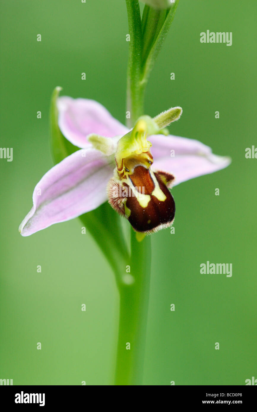 [Biene Orchidee], [Ophrys Apifera], UK, "Nahaufnahme" Stockfoto