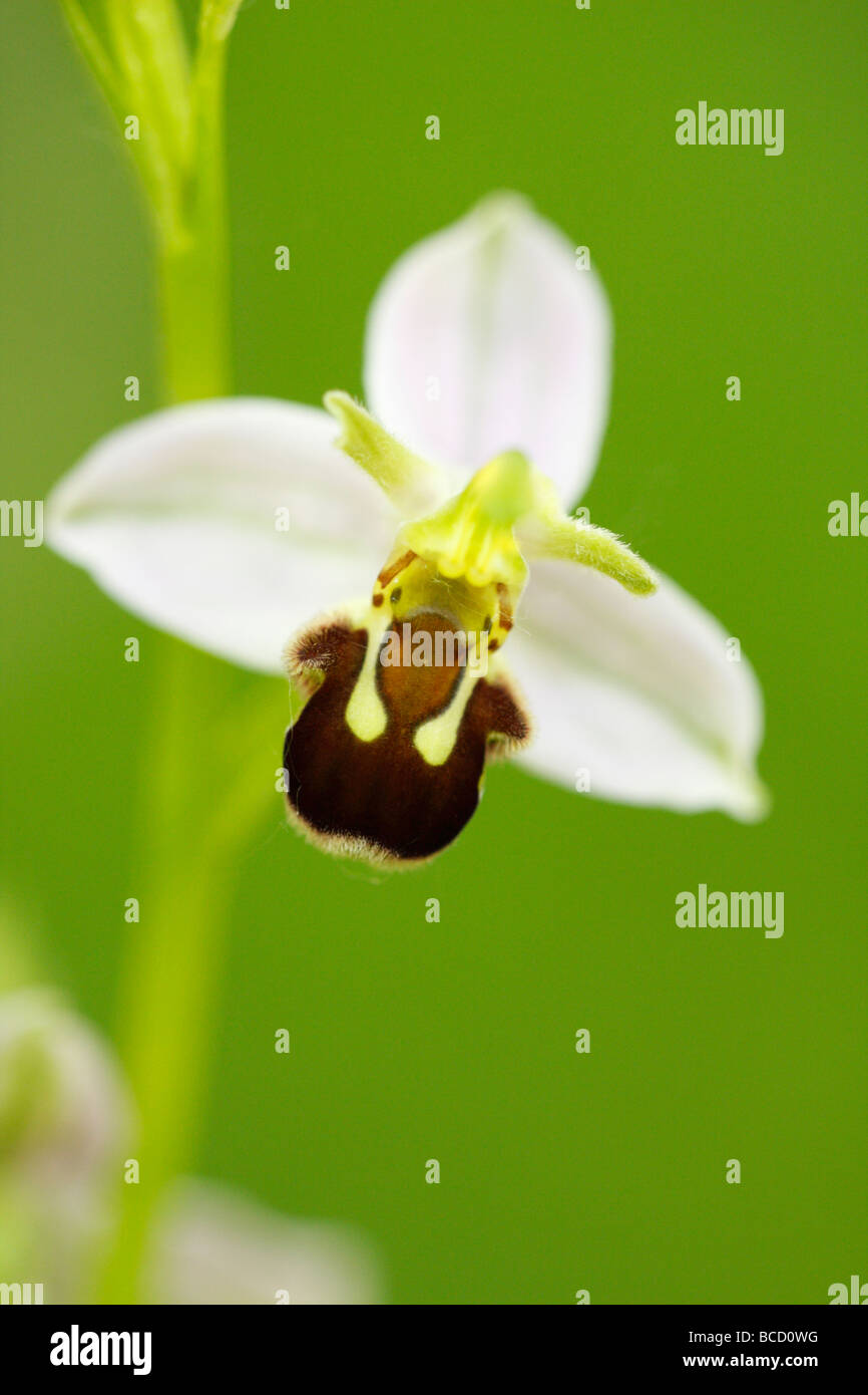 [Biene Orchidee], [Ophrys Apifera], UK, "Nahaufnahme" Stockfoto