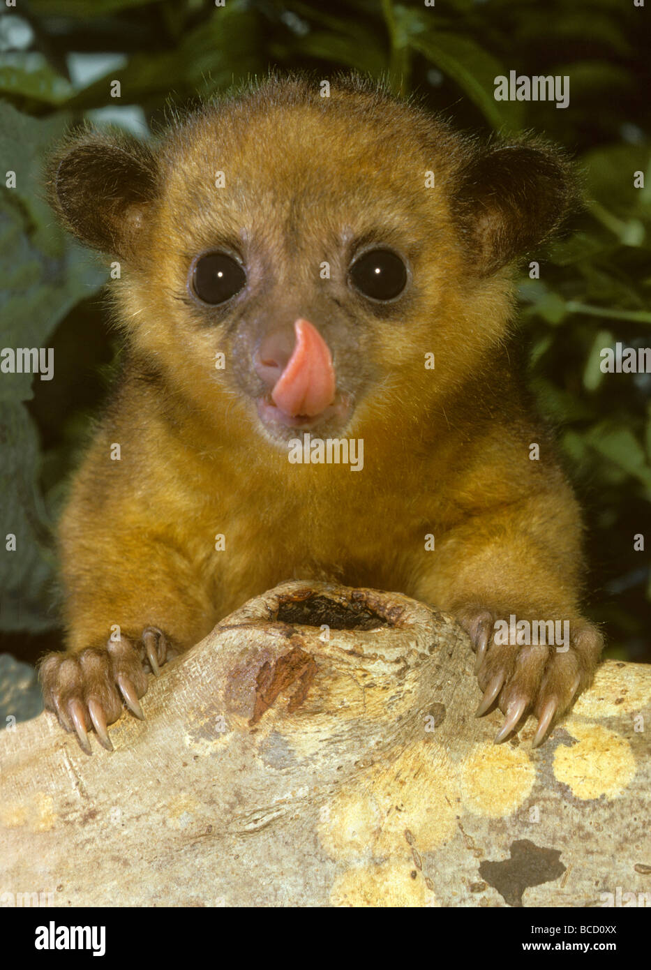 WICKELBÄR (Potos Flavus) jungen lecken Nase aka Honig Bär oder Katze Affe. Im tropischen Mittel- und Südamerika gefunden. Stockfoto