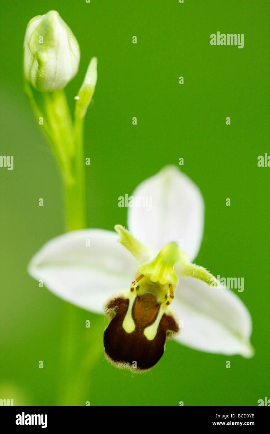 [Biene Orchidee] Blume, [Ophrys Apifera], UK, "Nahaufnahme" Stockfoto