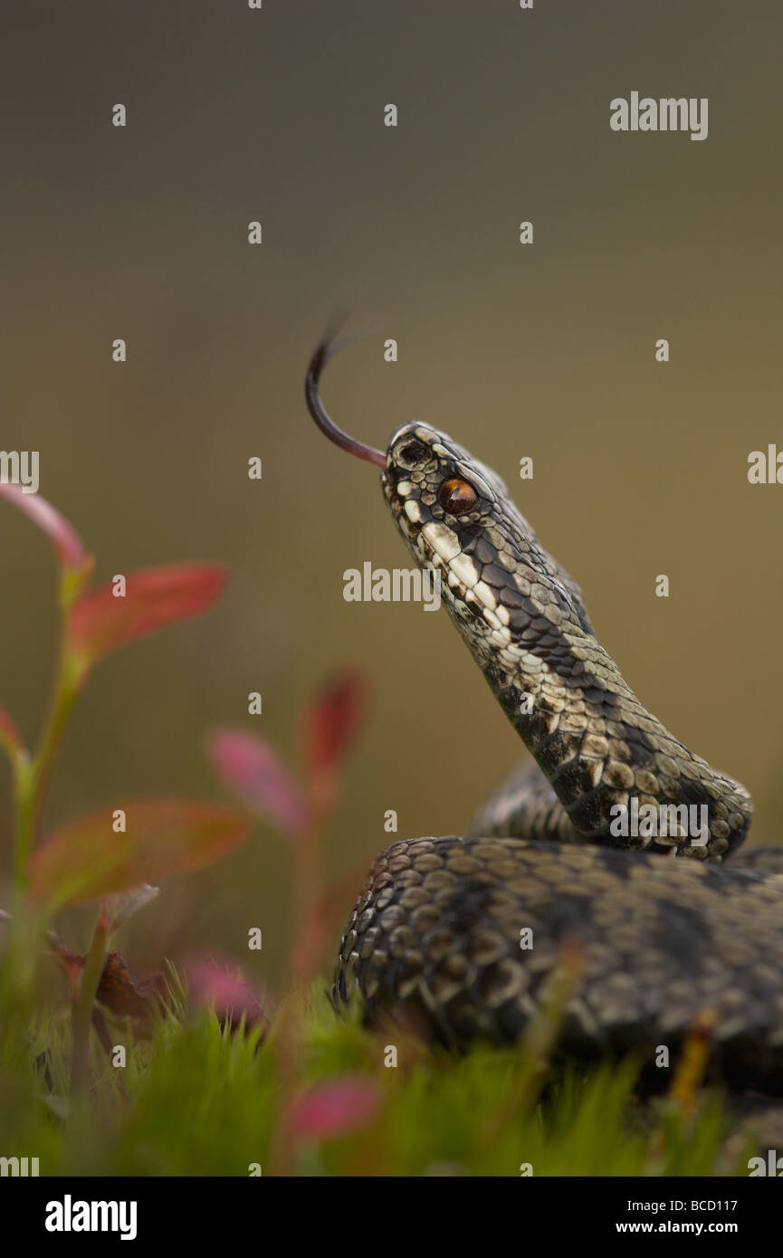 Kreuzotter (Vipera Berus) Nahaufnahme des Kopfes mit Zunge Beduftung Luft. Leicestershire. Stockfoto