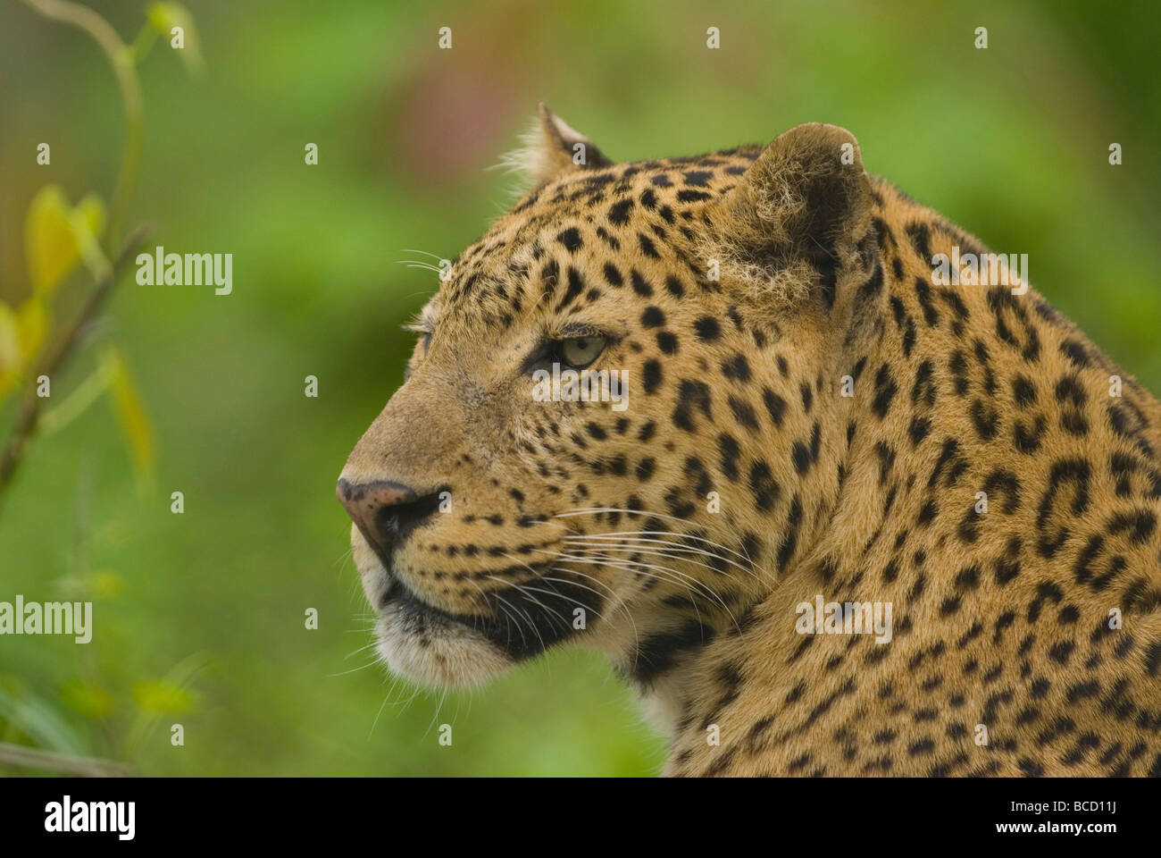 Asian Leopard (Panthera Pardus). Jaldapara Wildlife Sanctuary in Nord-Bengalen. Indien. In Gefangenschaft Stockfoto