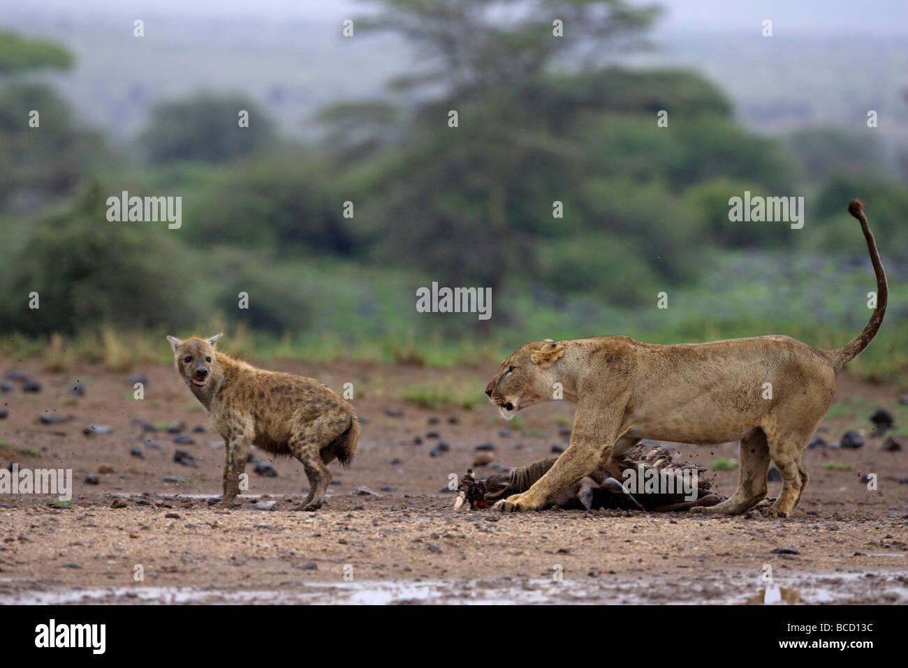 AFRIKANISCHER Löwe (Panthera Leo) mit Beute entdeckt Hyäne abzuwehren. Amboseli NP. Kenia Stockfoto