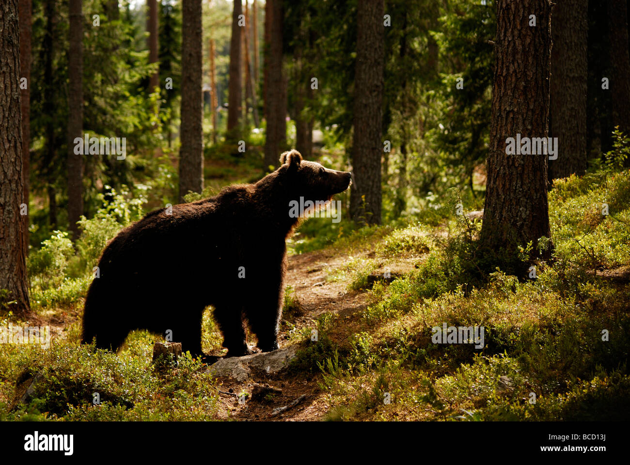 EUROPÄISCHER Braunbär (Ursus Arctos) Finnland Stockfoto