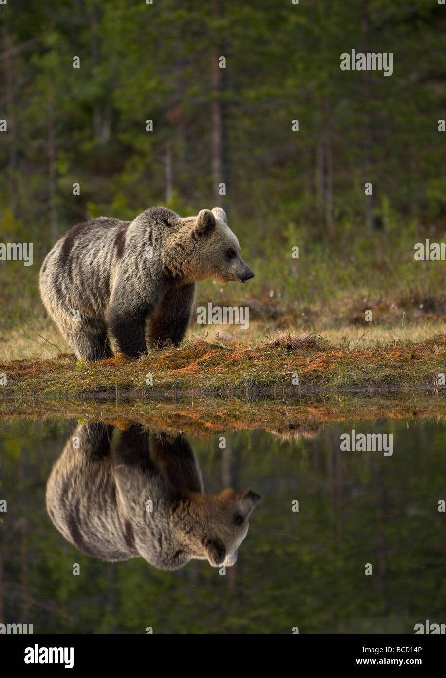 Europäischer Braunbär (Ursos Arctos) am Rande eines Teiches borealen Wald in der Dämmerung. Finnland. Stockfoto