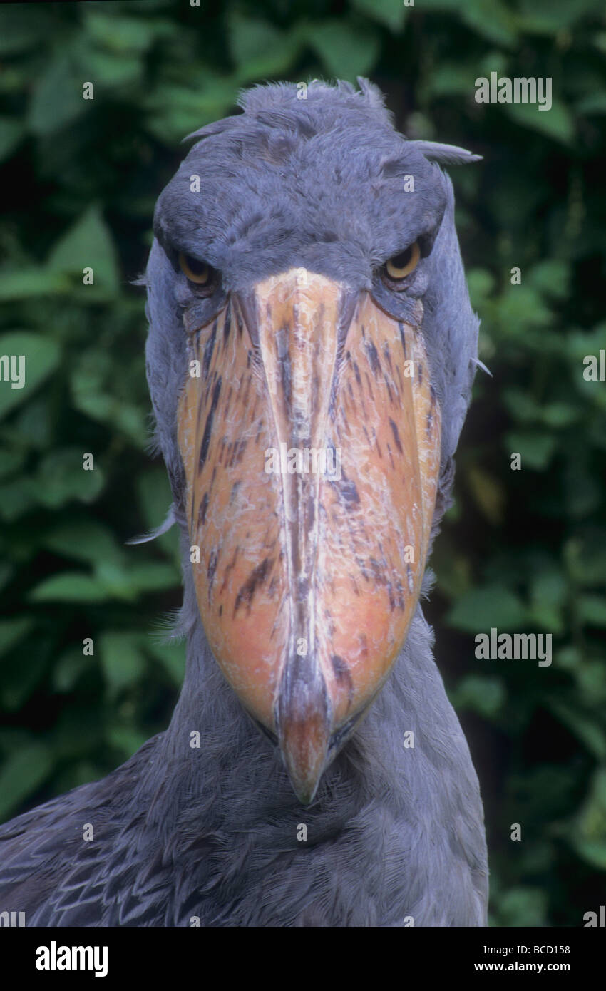 SCHUHSCHNABEL Storch oder WHALE-HEADED STORK (Balaeniceps Rex) in Sümpfe im Osten Zentralafrikanische heimisch. Stockfoto