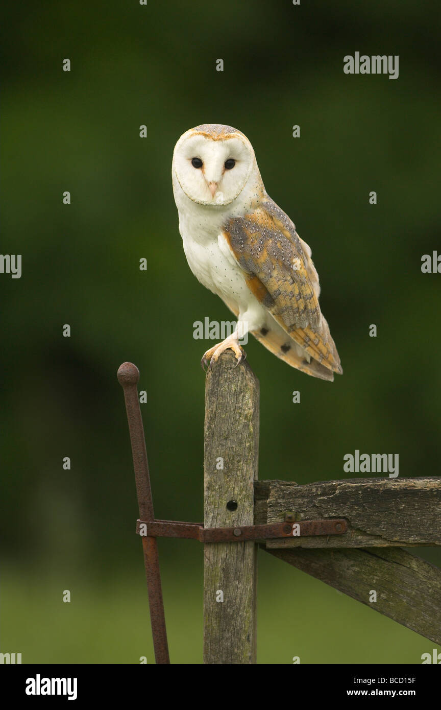 Schleiereule (Tyto Alba) in der Dämmerung auf ein altes Tor thront. Stockfoto