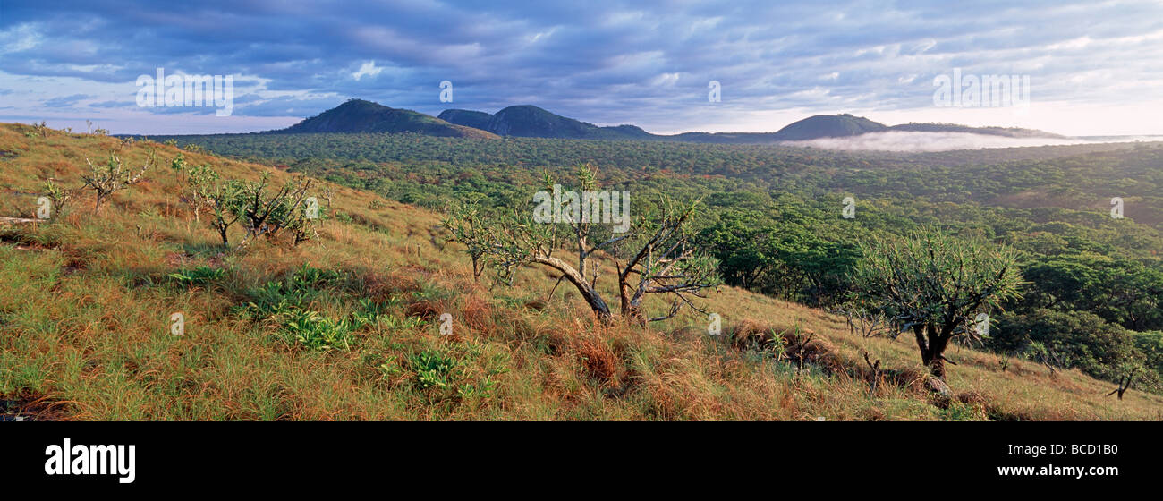 MIOMBO Waldland (Brachystegia sp) und Inselberge (Julbernadia sp.). Waldtyp der afrikanische Zentralplateau Norden Sambias. Stockfoto