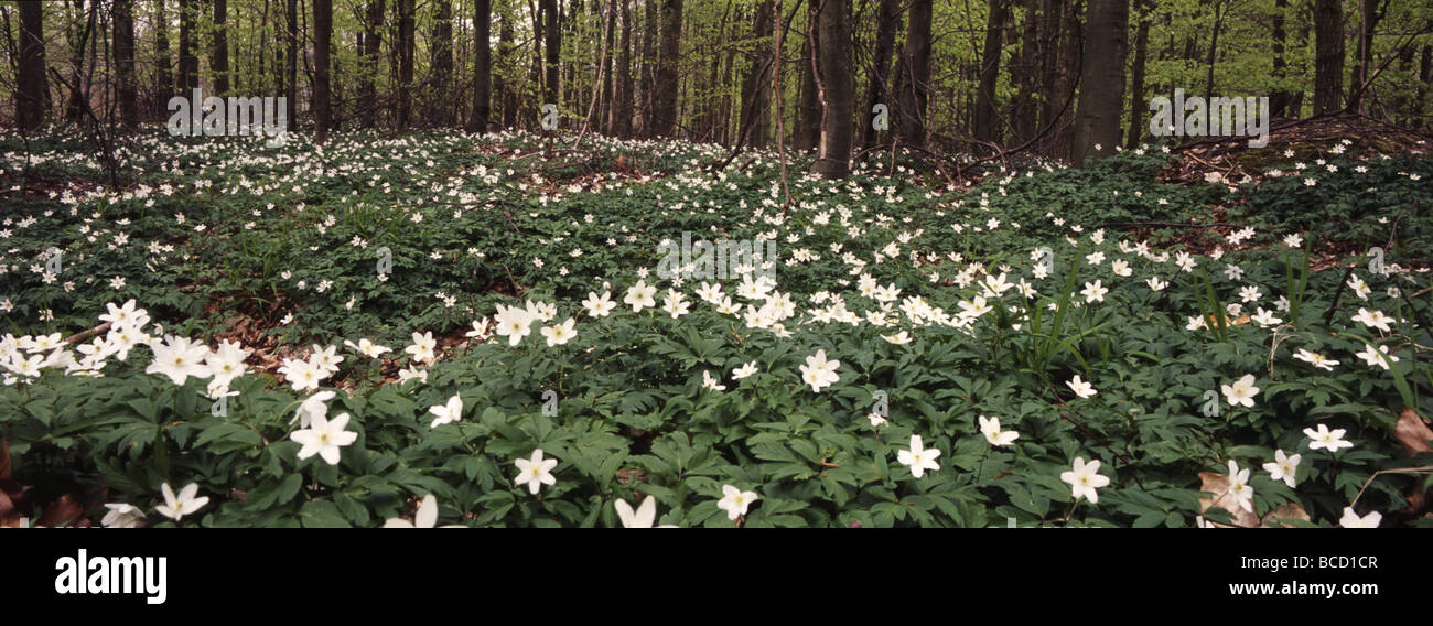 Woodland-Anemonen (Anemone Nemorosa) im Frühjahr. Scania. Schweden Stockfoto