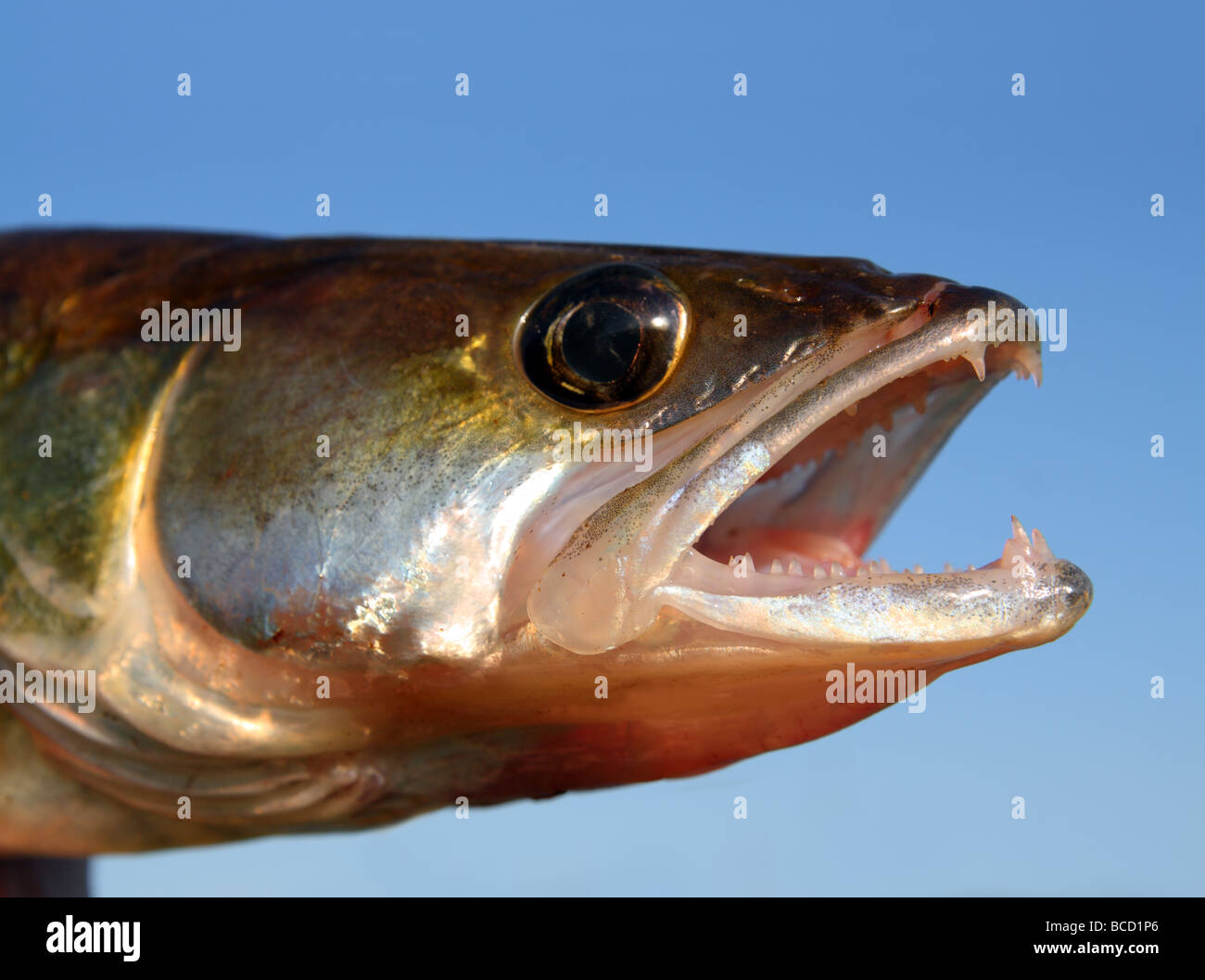 Zander Angeln Kopf mit geöffnetem Mund auf Himmelshintergrund Stockfoto