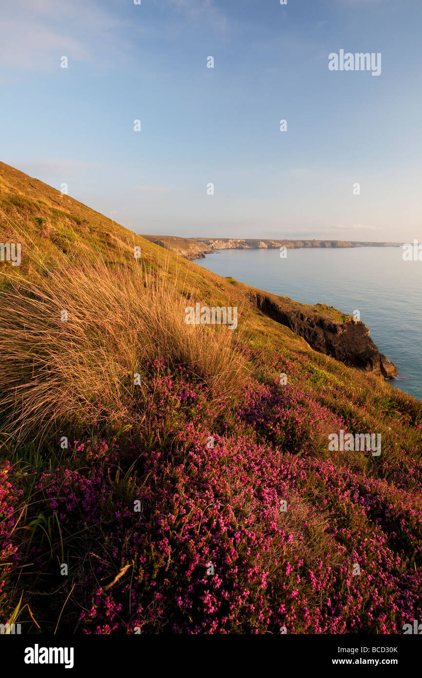 Extrameldung Kopf blickt Porthtowan mit Heidekraut blüht auf einen ruhigen Abend Stockfoto