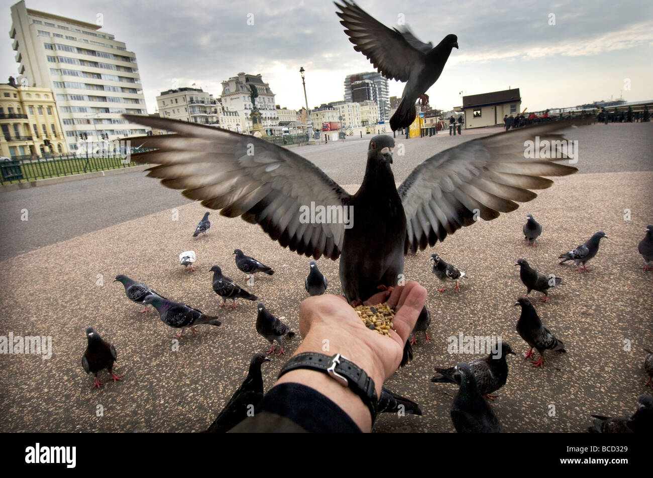 Ausgestreckte Hand füttern Tauben direkt am Meer in der Stadt von Brighton and Hove, Sussex. Stockfoto