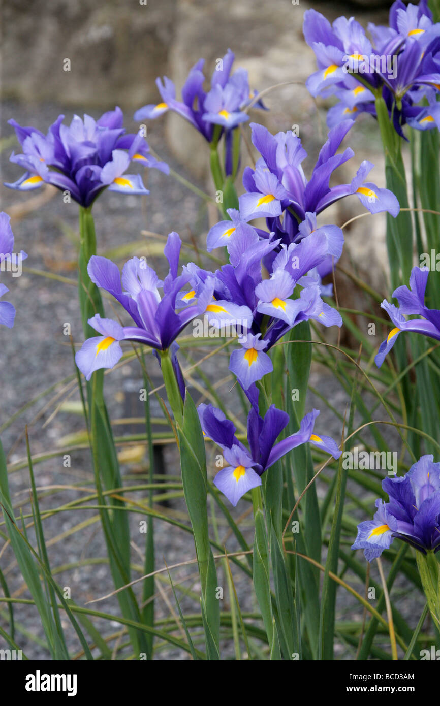 Spanisch-Iris, Iris Xiphium, Iridaceae, Südwest und Südost-Europa und Nordafrika. Auch bekannt als die kleine bauchige verwurzelt Iris. Stockfoto