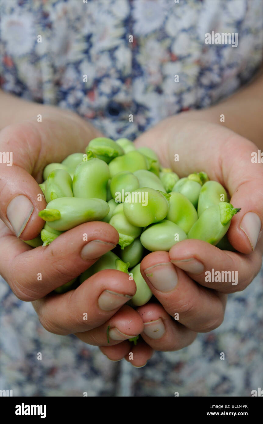 Eine weibliche Gärtner mit einer Handvoll frisch gepflückten Bio Saubohnen Stockfoto