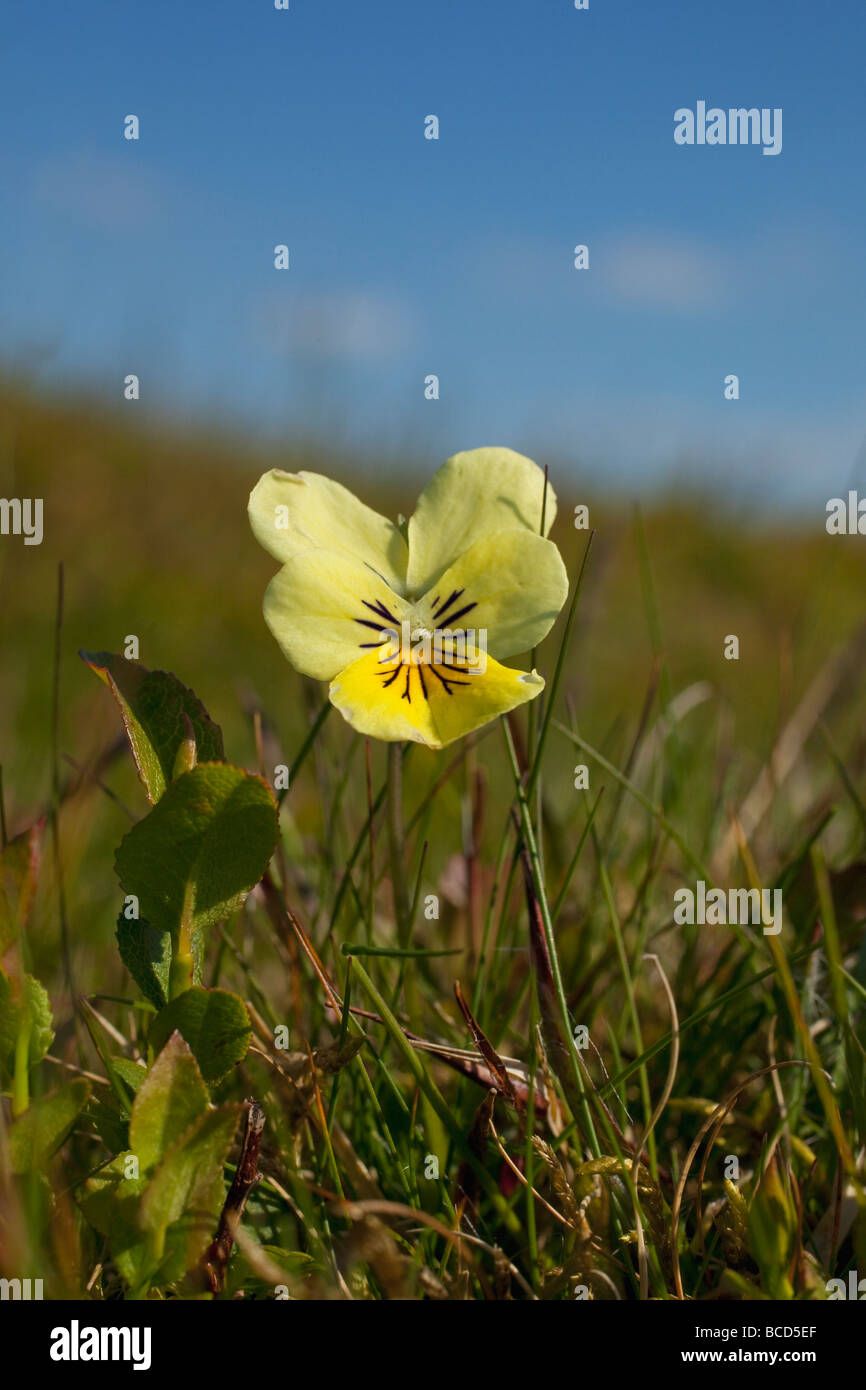 Wild Mountain Stiefmütterchen Viola Lutea Shropshire Hügel England UK GB British Isles Stockfoto