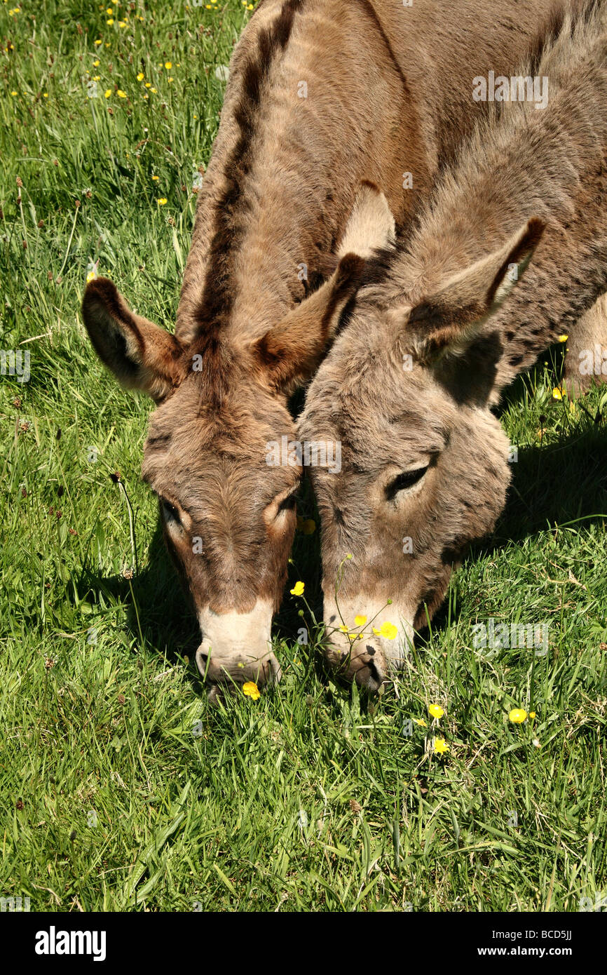 Zwei Donkies Equus Africanus Asinus grasen auf der Wiese Stockfoto