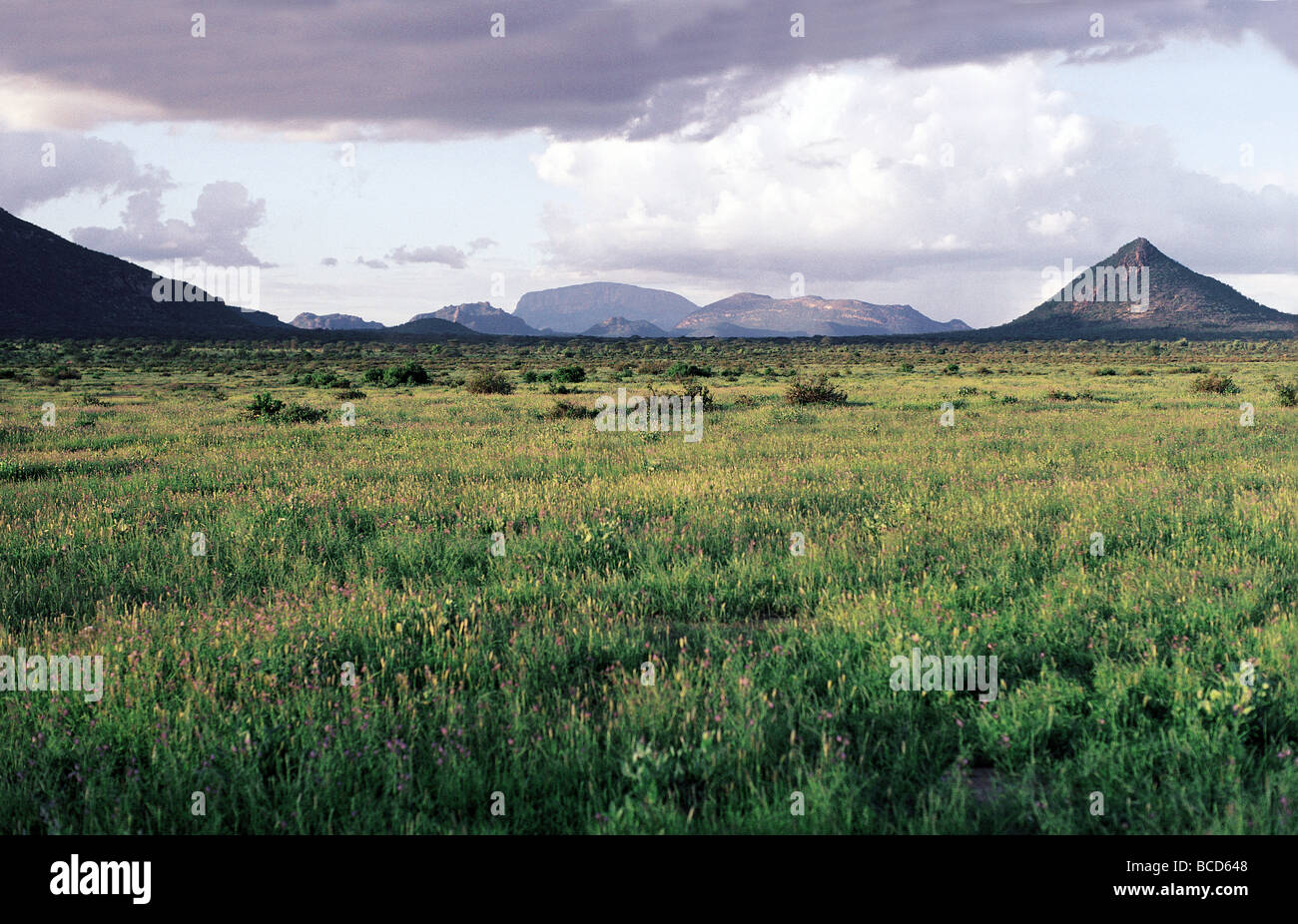Grünen blühenden Rasen nach Regen Samburu National Reserve Kenia in Ostafrika Stockfoto