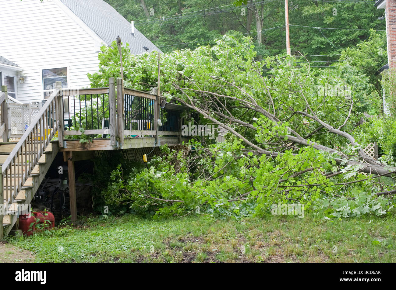 Nachweis der Sturmschäden / ein umgestürzter Baum in Wohn Hinterhof Stockfoto