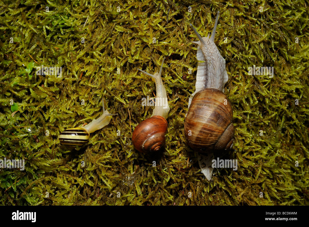 Schnecke Schnecken auf Moos Stockfoto