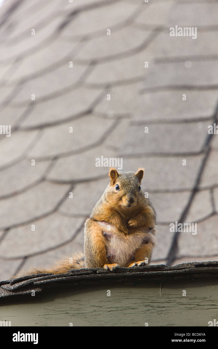 Eichhörnchen auf Dachterrasse Saskatchewan Stockfoto