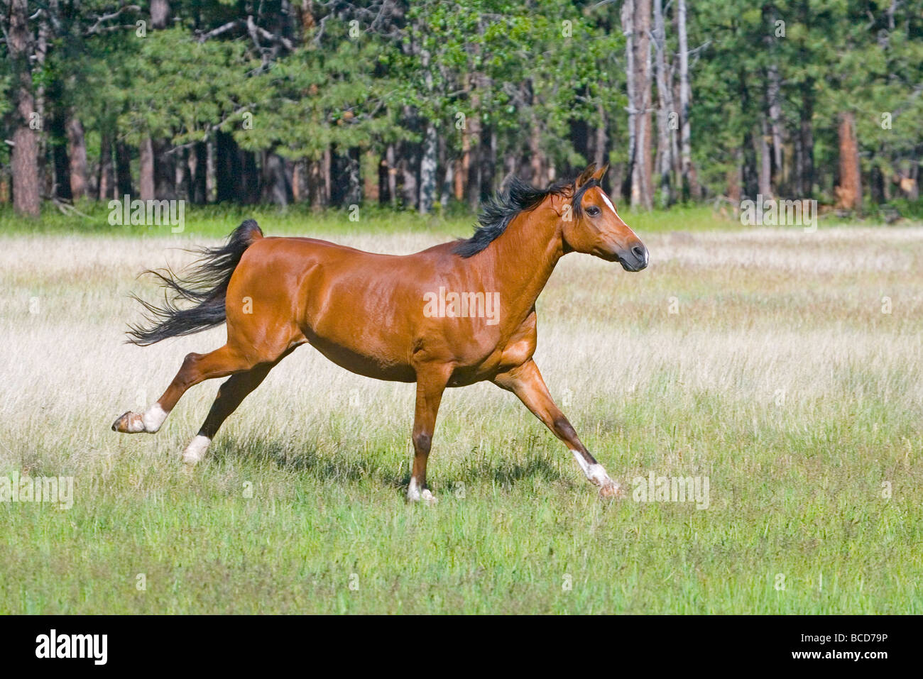 Arabisches Pferd Stockfoto