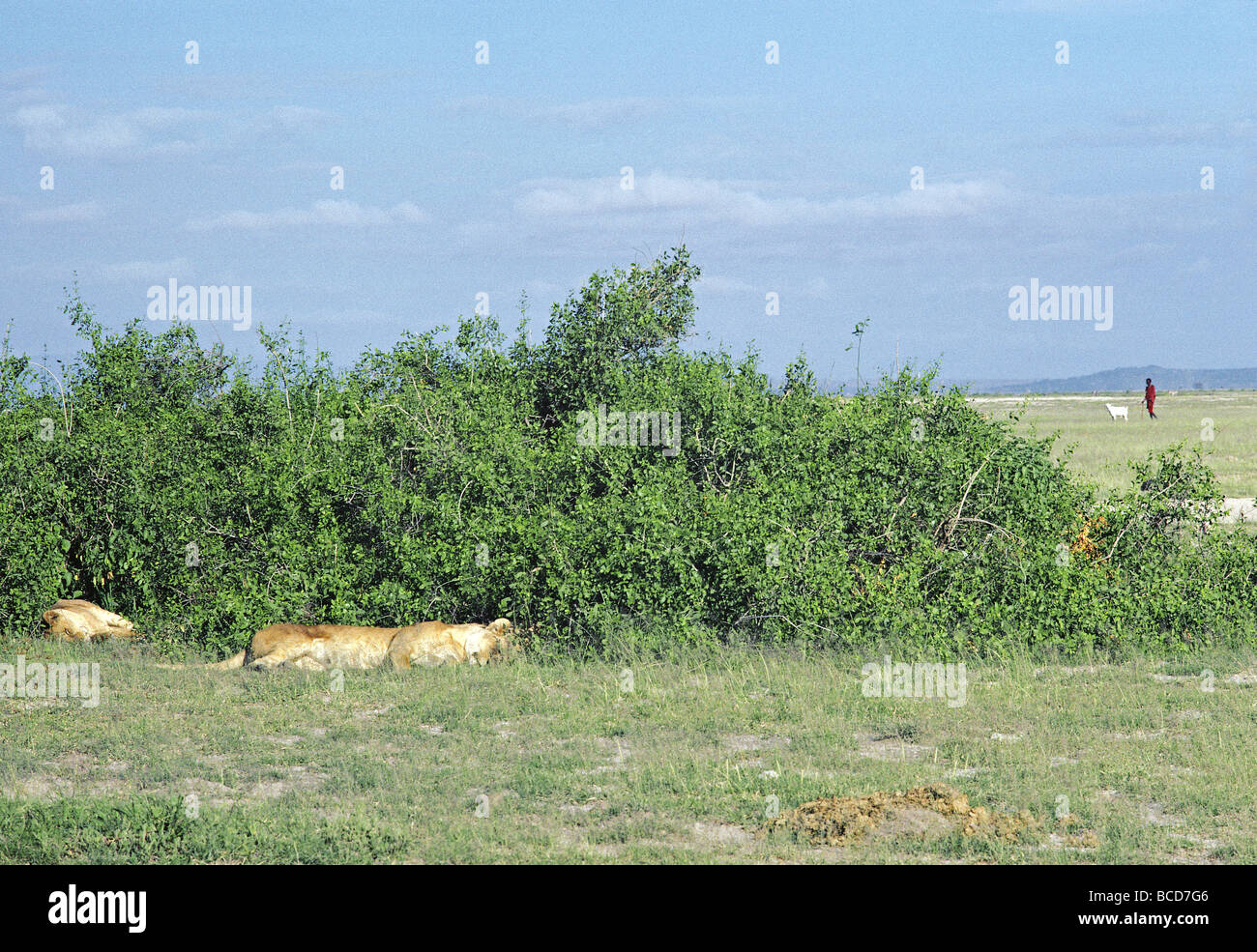 Löwen ruht in Büschen Maasai Moran mit Ziege Vorbeigehen in Amboseli National Park Kenia in Ostafrika Stockfoto