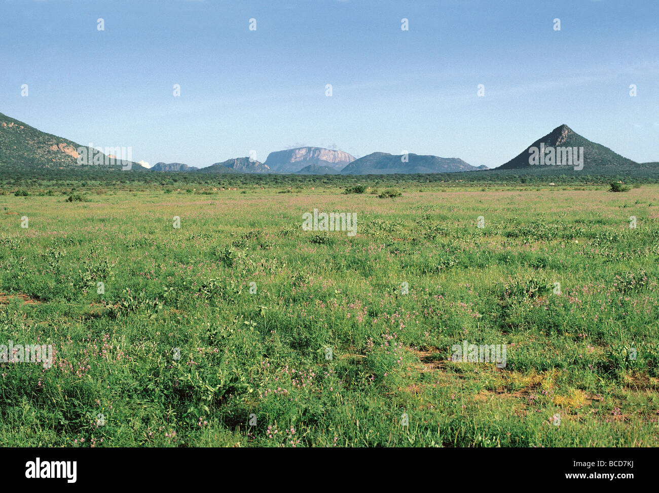 Grüne Blüte grass nach Regen Samburu National Reserve Kenya Ost Afrika Granit Inselberg Höhepunkt der Ololokwe im Hintergrund Stockfoto