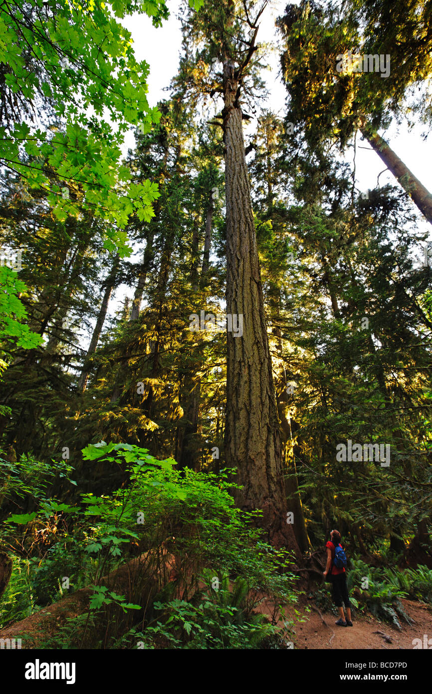 Riesen Mammutbaum im Cathedral Grove National Park auf Vancouver Island Kanada Nordamerika Stockfoto