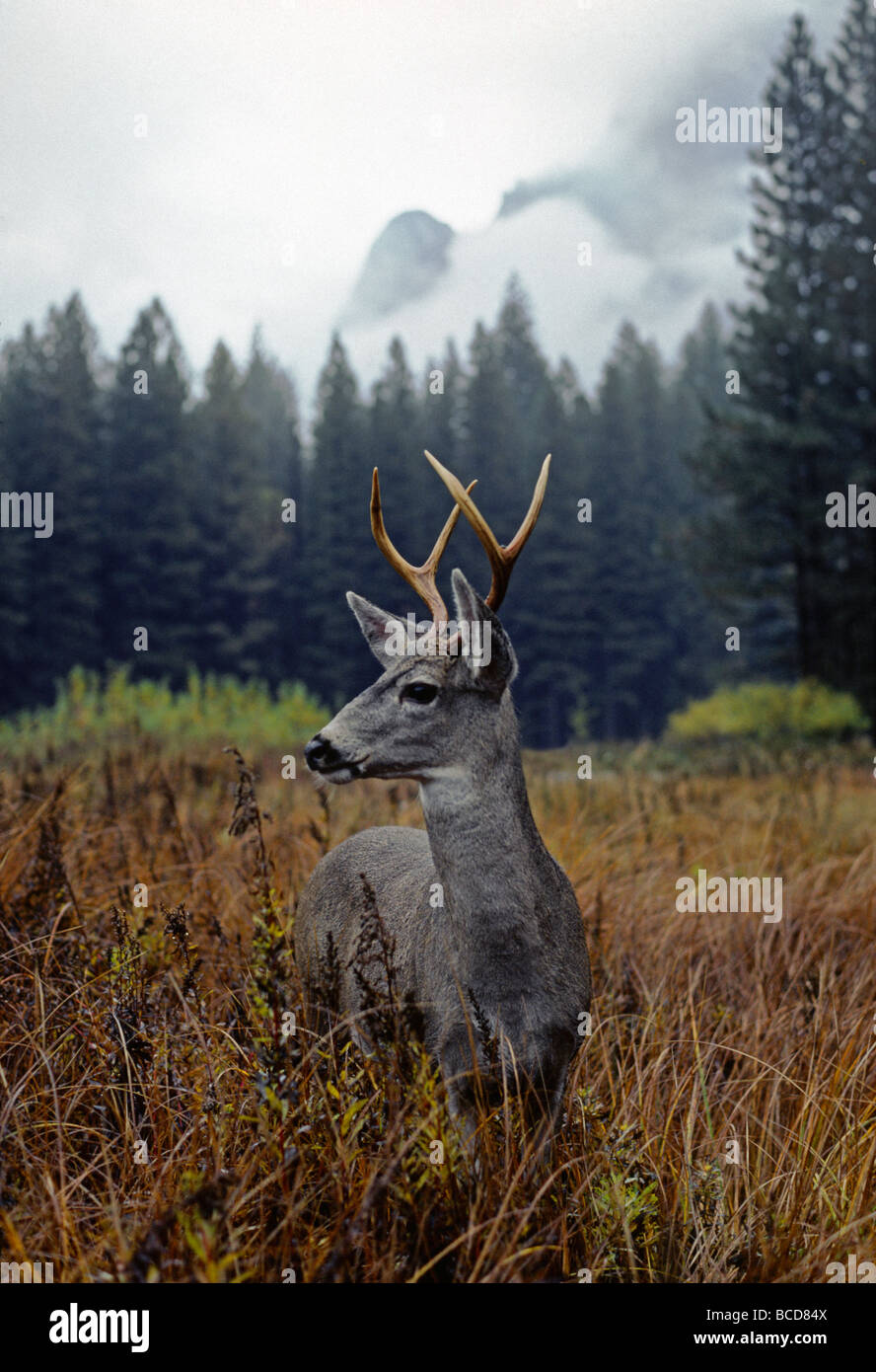 WHITE TAILED Bock Reh im YOSEMITE VALLEY YOSEMITE Nationalpark, Kalifornien Stockfoto