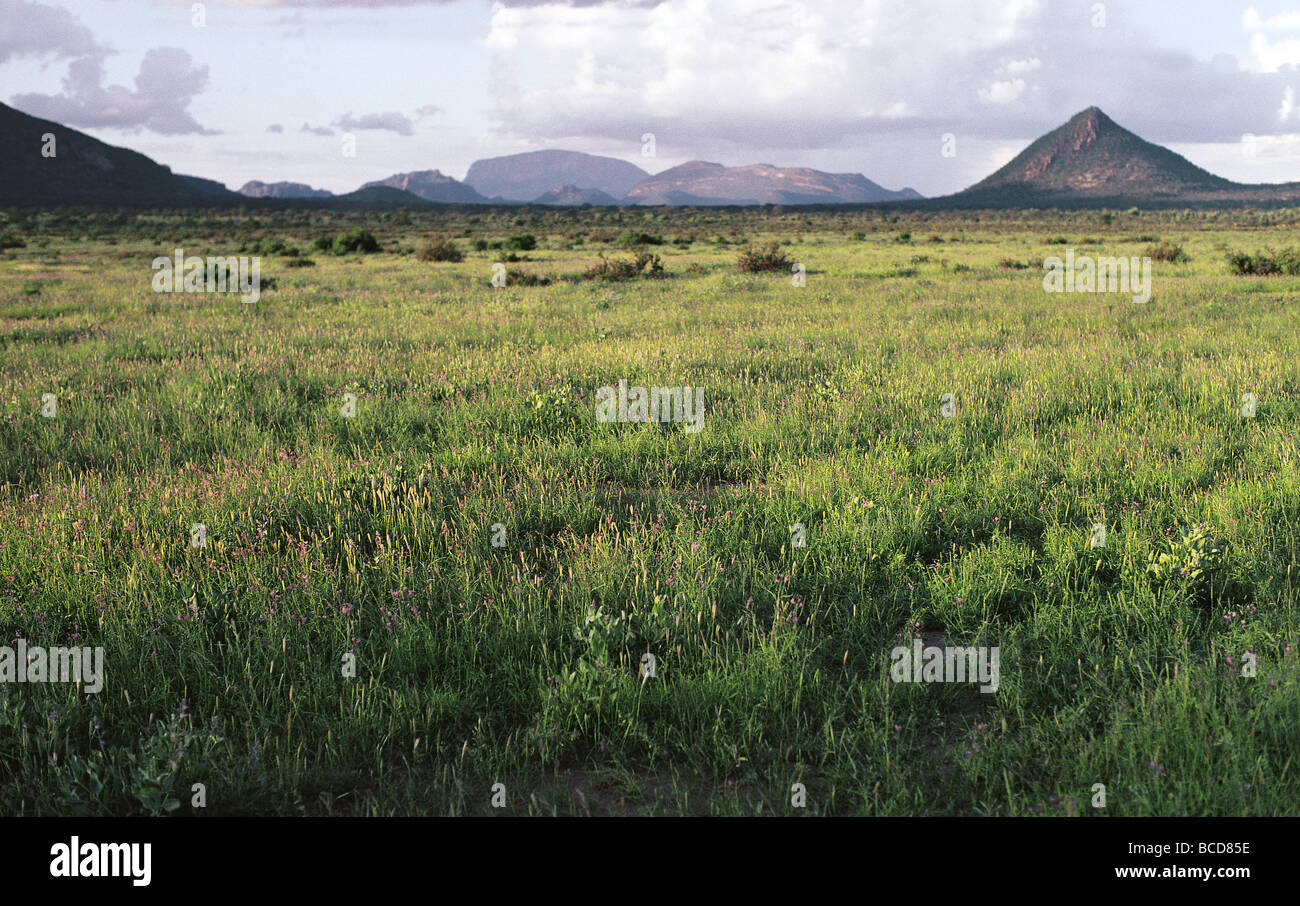 Grüne Blüte grass nach Regen Samburu National Reserve Kenya Ost Afrika Granit Inselberg Höhepunkt der Ololokwe im Hintergrund Stockfoto