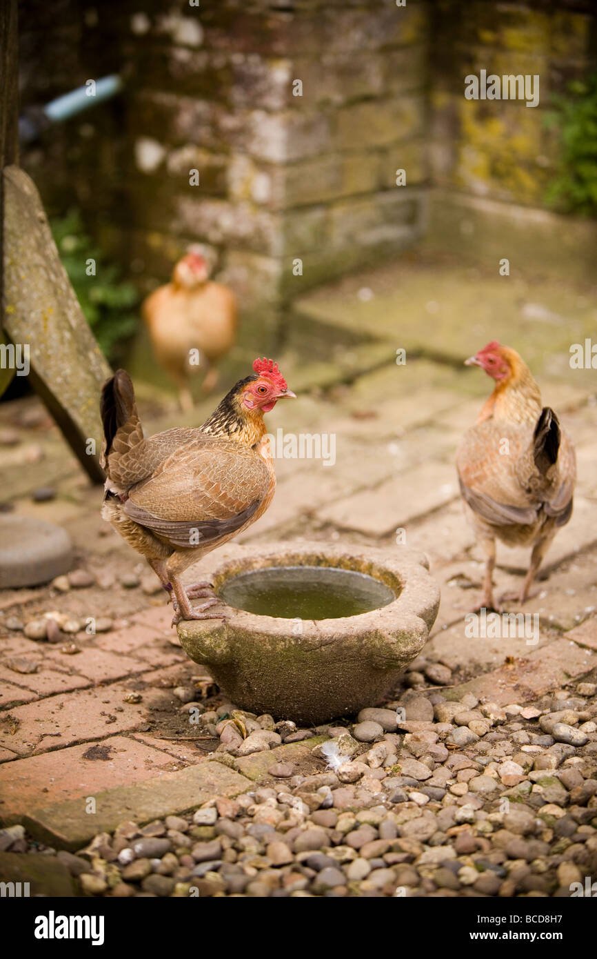 Alte englische Zwerg Hühner in ländlicher Umgebung Stockfoto