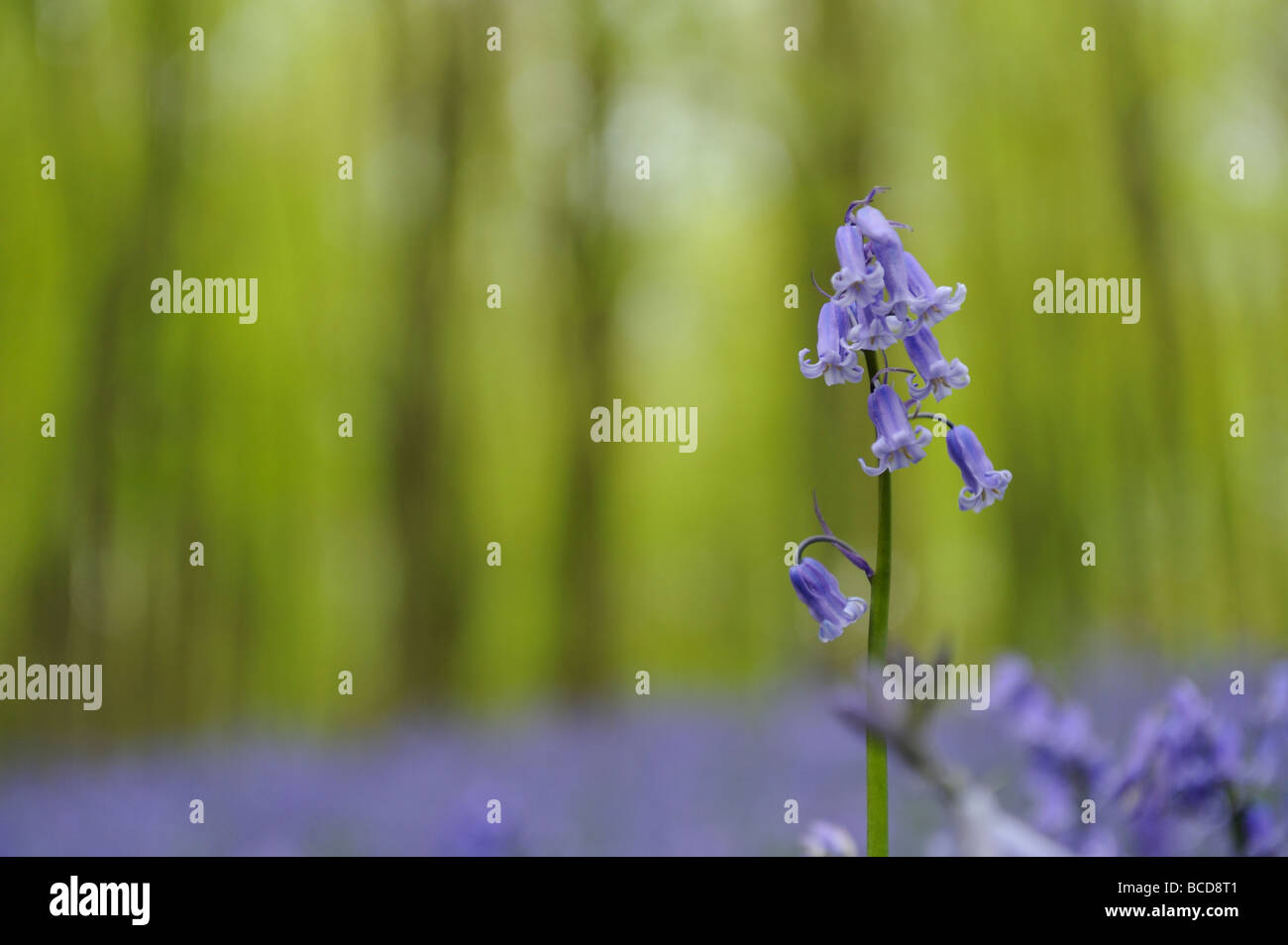 Eine gemeinsame Bluebell Hyacinthoides non Scripta in einem Teppich aus Glockenblumen vor einem verschwommenen Hintergrund Wald Stockfoto