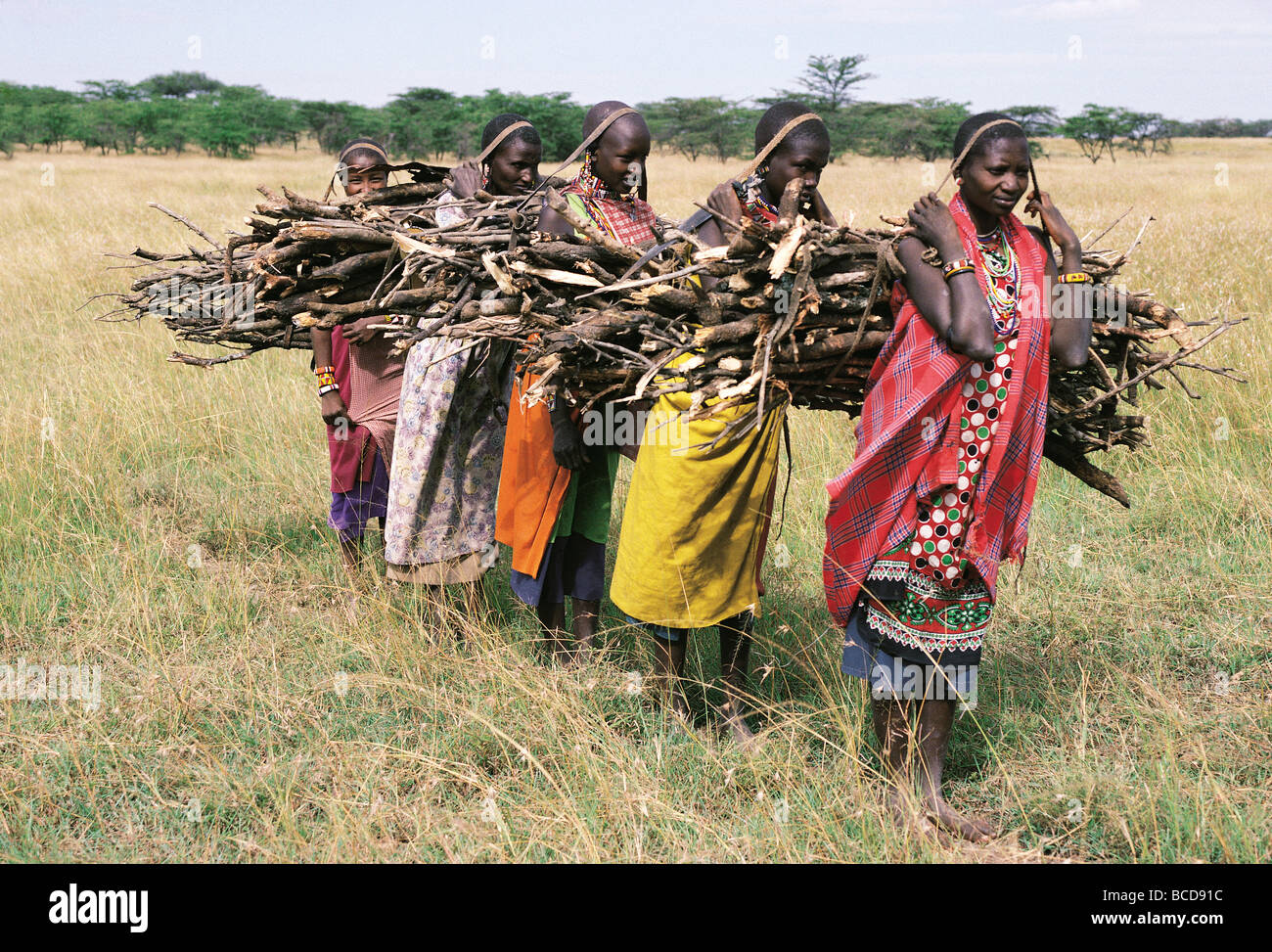 Fünf 5 Massai-Frauen tragen Bündel Holz Aitong Ebenen in der Nähe von Masai Mara National Reserve Kenia in Ostafrika Stockfoto