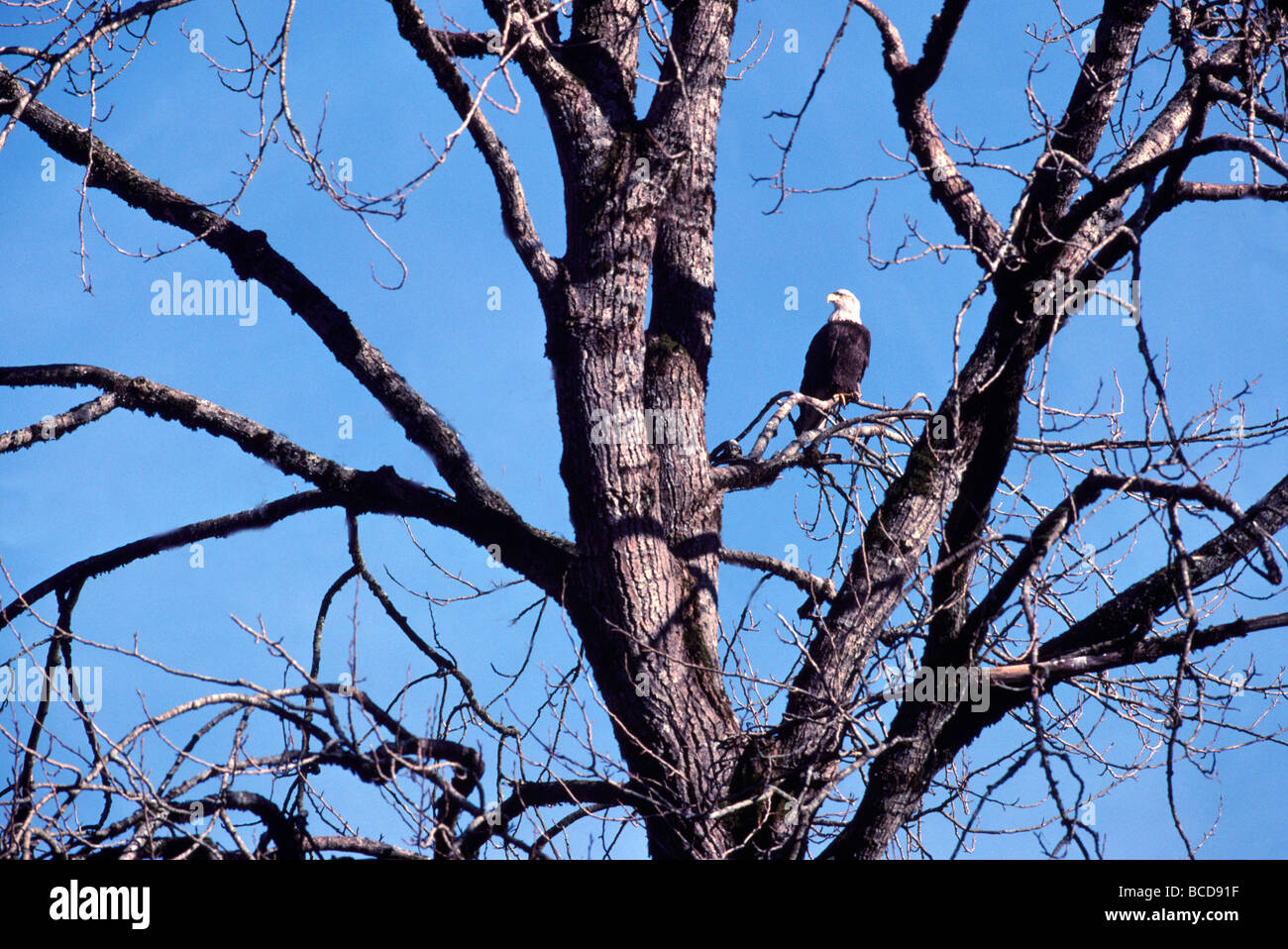 Reife Erwachsene Weißkopf-Seeadler (Haliaeetus Leucocephalus) thront auf einem Ast Stockfoto