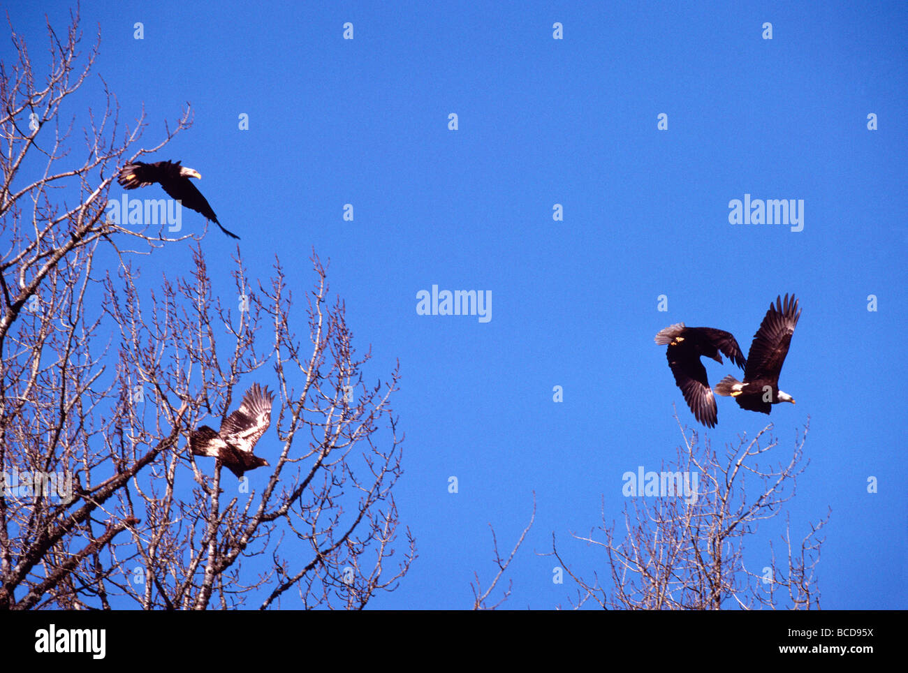Reife Erwachsene und unreifen jungen Weißkopf-Seeadler (Haliaeetus Leucocephalus) fliegen in den Himmel Stockfoto