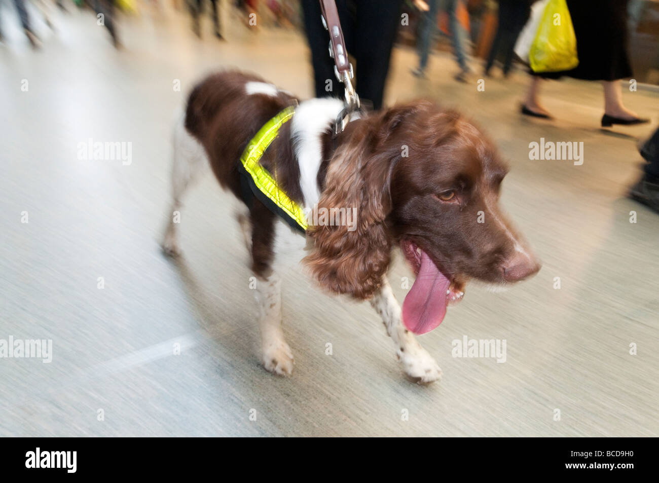 Polioe Explosives sniffer English Springer Spaniel Hund in St Pancras Bahnhof, London, Großbritannien Stockfoto