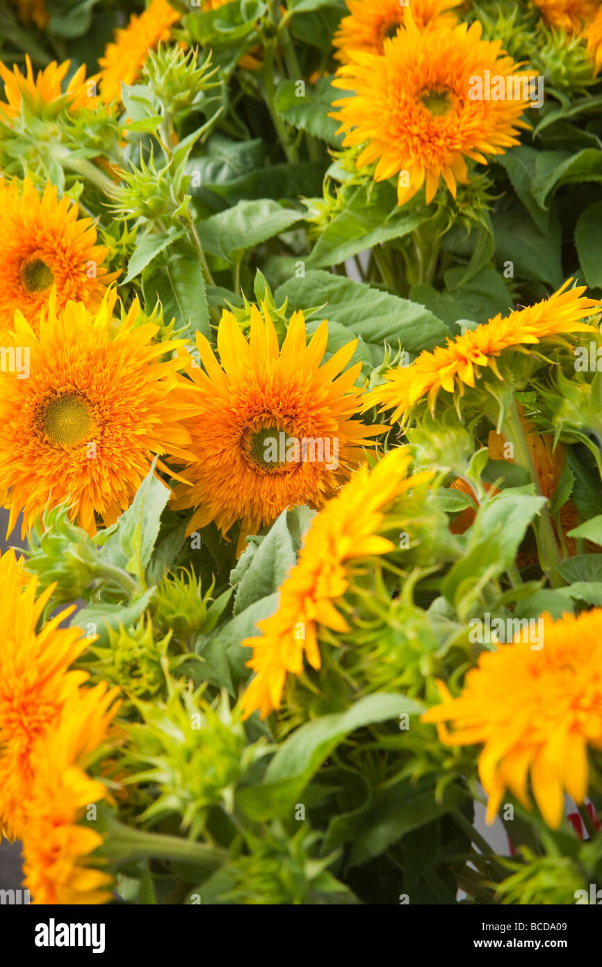 Sonnenblumen Bauern Markt Santa Barbara Kalifornien Vereinigte Staaten von Amerika Stockfoto