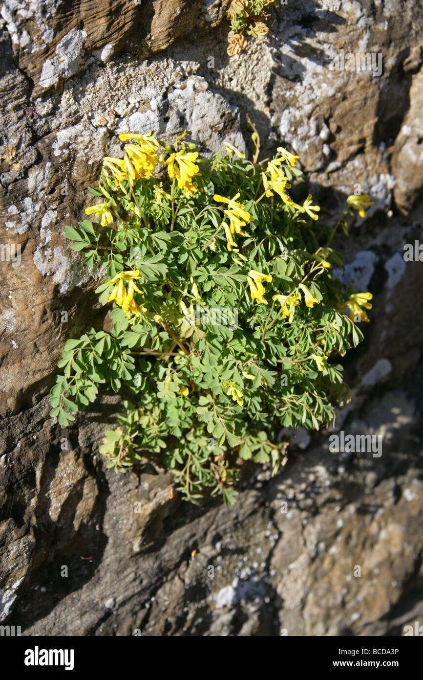 Gelbe Corydalis, Corydalis Lutea, Fumariaceae, wachsen auf eine Steinmauer Stockfoto