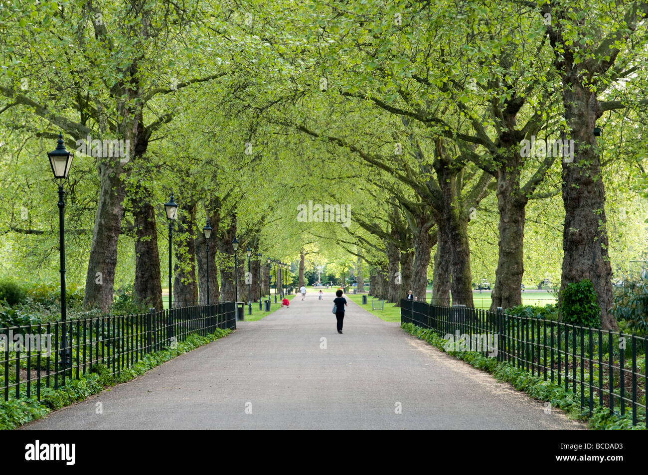 Von Bäumen gesäumten Allee in Battersea Park London England UK Stockfoto