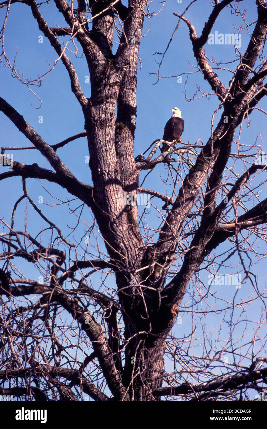 Reife Erwachsene Weißkopf-Seeadler (Haliaeetus Leucocephalus) thront auf einem Ast Stockfoto