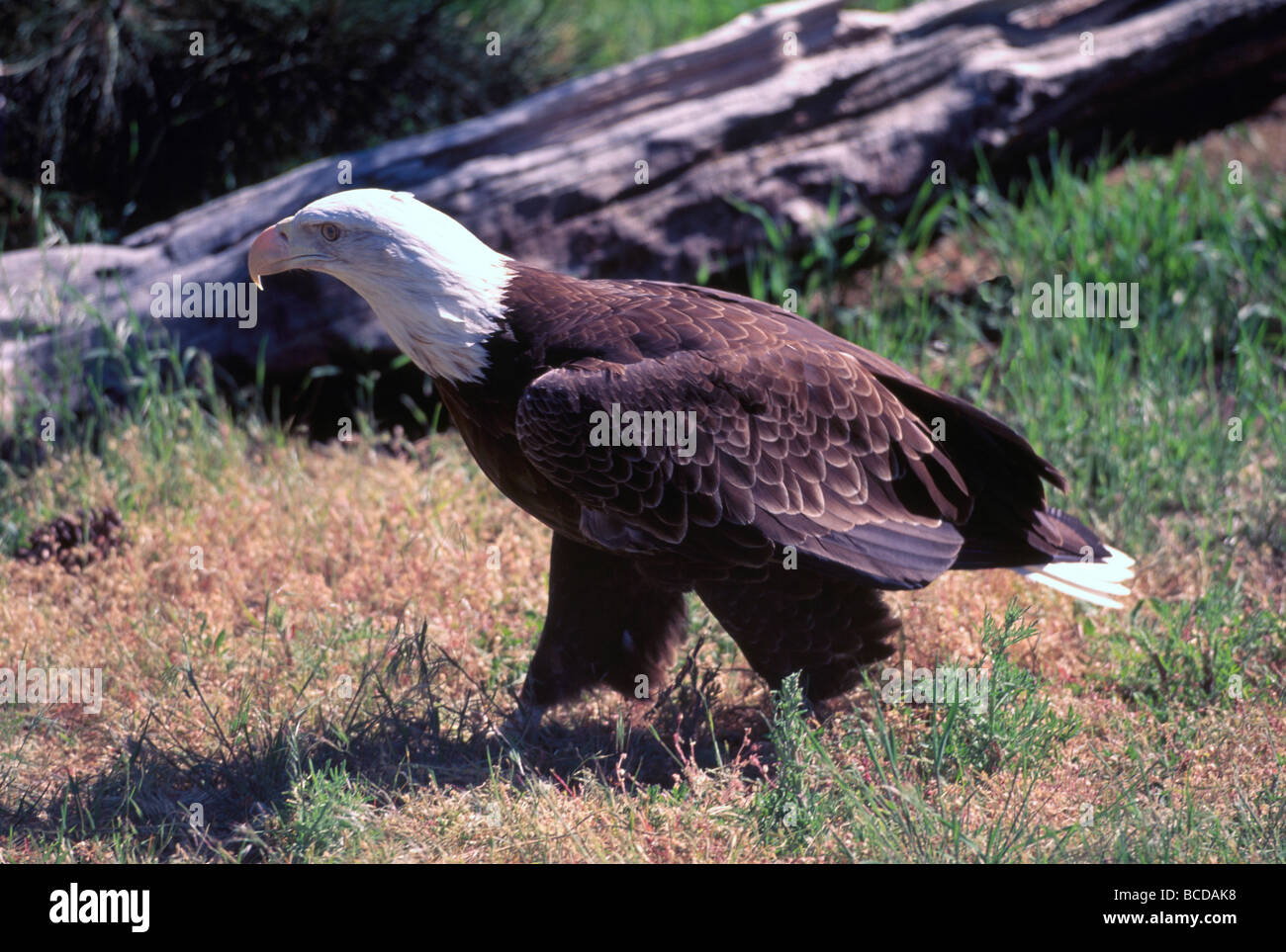 Reife Erwachsene Weißkopf-Seeadler (Haliaeetus Leucocephalus) thront auf dem Boden Stockfoto