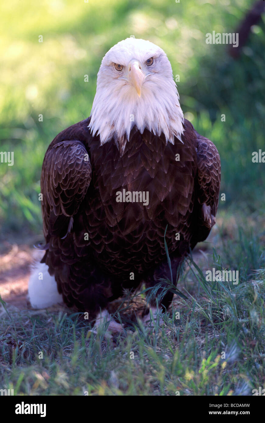 Reife Erwachsene Weißkopf-Seeadler (Haliaeetus Leucocephalus) thront auf dem Boden Stockfoto