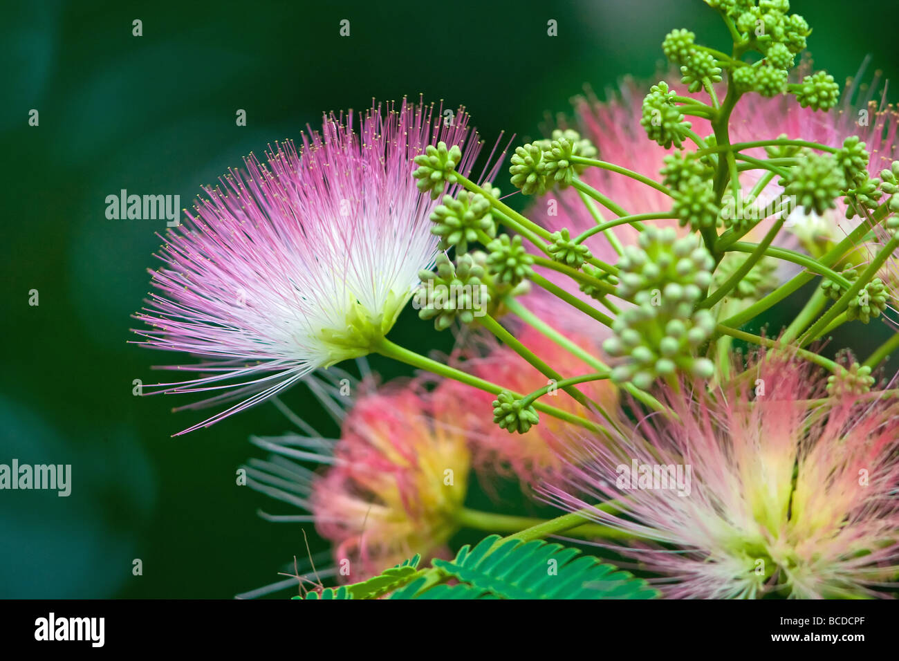 "Mimosa Baum" "Albizia Julibrissin" Stockfoto