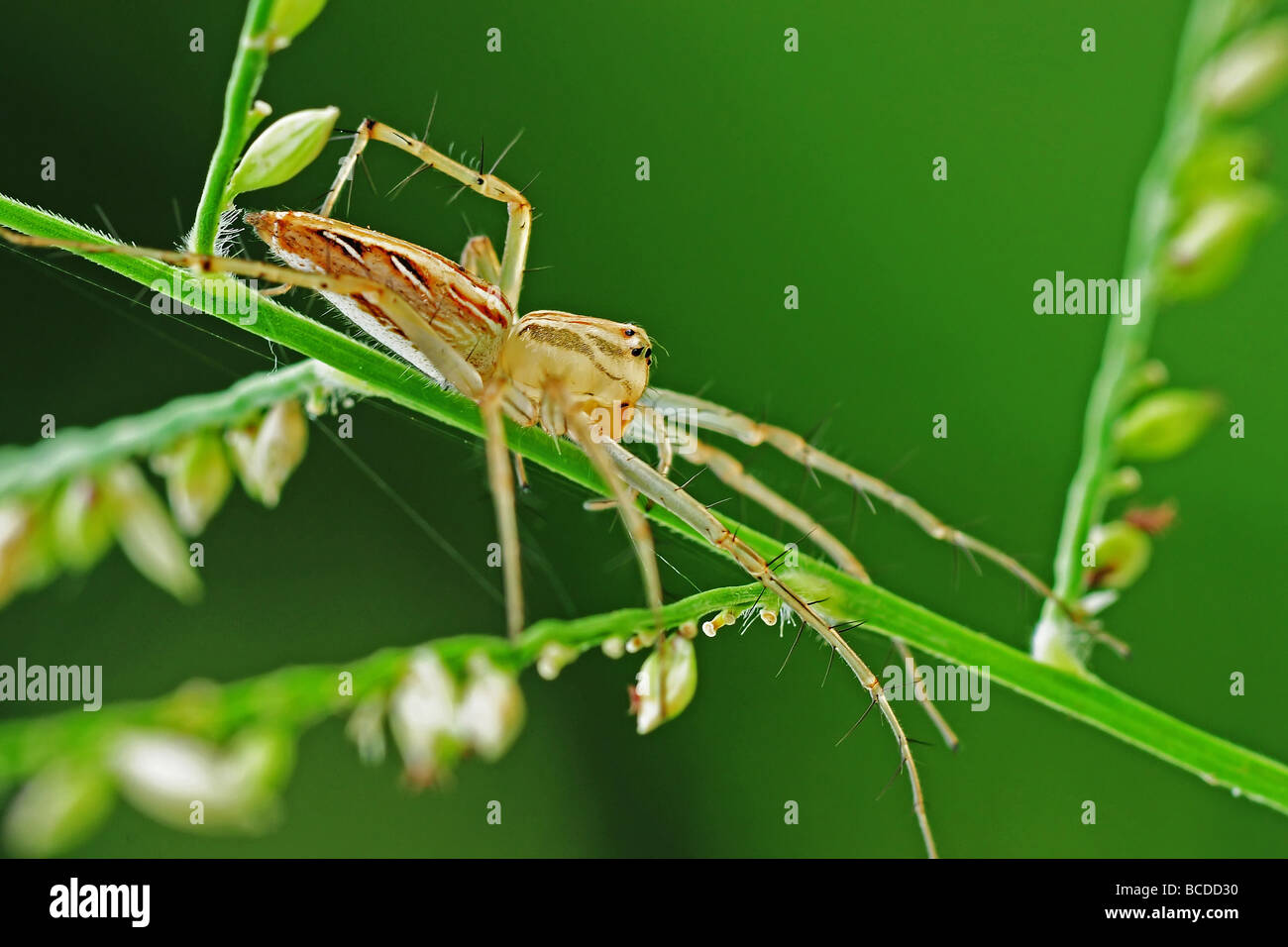 Luchs-Spinne in den parks Stockfoto