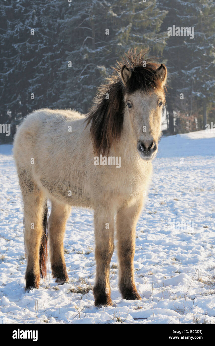 Islandpferd Im Winter Stockfotografie Alamy