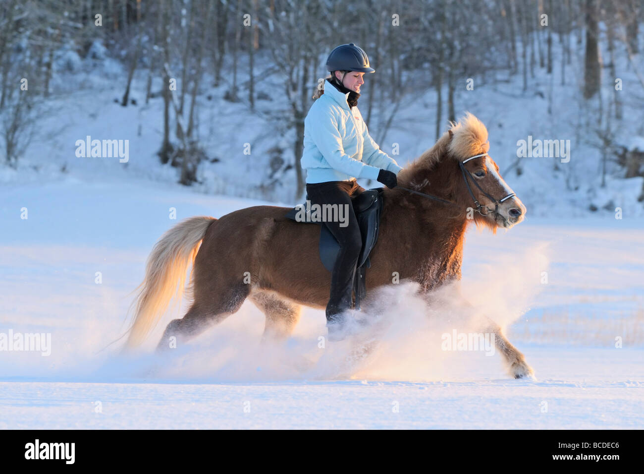 Junge Reiter auf Rückseite eines Islandpferdes in Tempo im tiefen Schnee fliegen Stockfoto